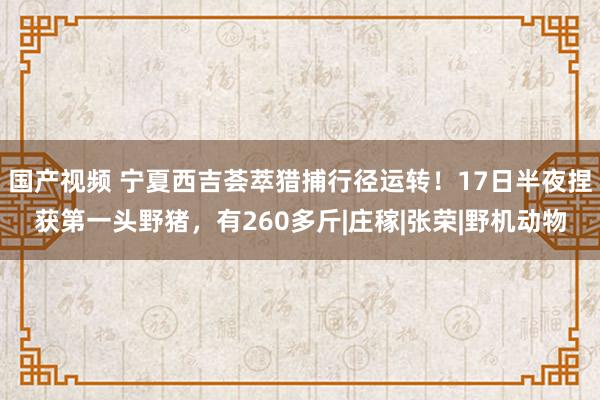 国产视频 宁夏西吉荟萃猎捕行径运转！17日半夜捏获第一头野猪，有260多斤|庄稼|张荣|野机动物